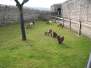  Poules et biquettes